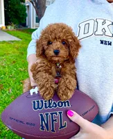 Sherlock , a male Poodle - Toy  for sale in Pensacola, FL – 1 of 2