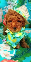 Enzo, a male Poodle - Toy  for sale in Sacramento, CA – Photo 2 of 3