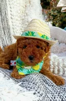 Enzo, a male Poodle - Toy  for sale in Sacramento, CA – Photo 3 of 3