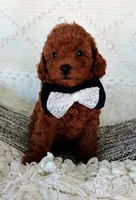 Mars, a male Poodle - Toy  for sale in Sacramento, CA – Photo 4 of 4