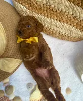 Sherlock , a male Poodle - Toy  for sale in Pensacola, FL – 2 of 3