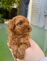 Tiny Girl!, a female Poodle - Toy  for sale in Sacramento, CA – Photo 4 of 4