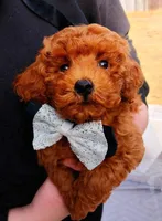 Jack, a male Poodle - Toy  for sale in Sacramento, CA – Photo 1 of 4