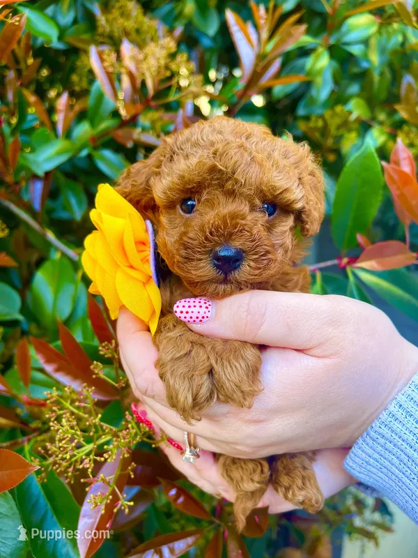 Tiny Girl!, a female Poodle - Toy  for sale in Sacramento, CA – Photo 1 of 4
