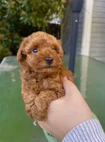 Tiny Girl!, a female Poodle - Toy  for sale in Sacramento, CA – Photo 3 of 4