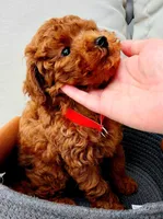 Jack, a male Poodle - Toy  for sale in Sacramento, CA – Photo 3 of 4