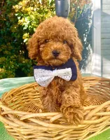 Jack, a male Poodle - Toy  for sale in Sacramento, CA – Photo 4 of 4