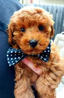 Jack, a male Poodle - Toy  for sale in Sacramento, CA – Photo 2 of 4