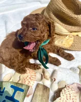Rex, a male Poodle - Toy  for sale in Pensacola, FL – 2 of 3