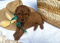 Rex, a male Poodle - Toy  for sale in Pensacola, FL – 3 of 3