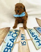 ELVIS, a male Poodle - Toy  for sale in Pensacola, FL – 3 of 3