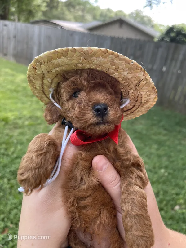 Jack  – Poodle - Toy  puppy for sale in Panama City, FL