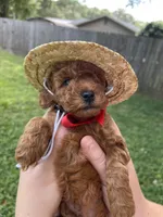 Jack , a male Poodle - Toy  for sale in Panama City, FL – 1 of 2