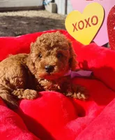 JACK, a male Poodle - Toy  for sale in Sacramento, CA – Photo 2 of 8