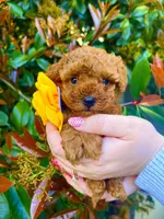 Tiny girl , a female Poodle - Toy  for sale in Sacramento, CA – Photo 1 of 3