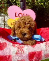 JACK, a male Poodle - Toy  for sale in Sacramento, CA – Photo 7 of 8