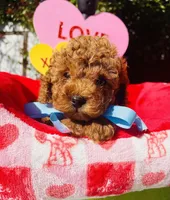 JACK, a male Poodle - Toy  for sale in Sacramento, CA – Photo 6 of 8