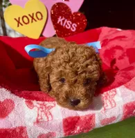 JACK, a male Poodle - Toy  for sale in Sacramento, CA – Photo 5 of 8