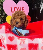 JACK, a male Poodle - Toy  for sale in Sacramento, CA – Photo 1 of 8