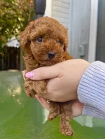 Tiny girl , a female Poodle - Toy  for sale in Sacramento, CA – Photo 2 of 3