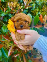 Tiny girl , a female Poodle - Toy  for sale in Sacramento, CA – Photo 3 of 3