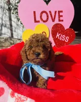 JACK, a male Poodle - Toy  for sale in Sacramento, CA – Photo 4 of 8