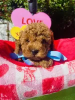JACK, a male Poodle - Toy  for sale in Sacramento, CA – Photo 8 of 8