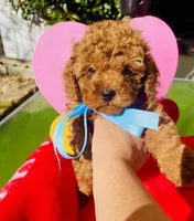 JACK, a male Poodle - Toy  for sale in Sacramento, CA – Photo 3 of 8