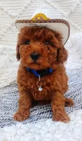 Shelby, a male Poodle - Toy  for sale in Pensacola, FL – 2 of 2