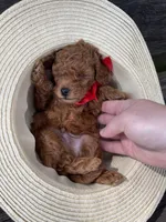 Jack , a male Poodle - Toy  for sale in Panama City, FL – 2 of 2