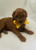 Sherlock , a male Poodle - Toy  for sale in Pensacola, FL – 3 of 3