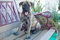 Mia, a female American Bulldog and German Shepherd Dog for sale in Fort Wayne, IN – 1 of 2