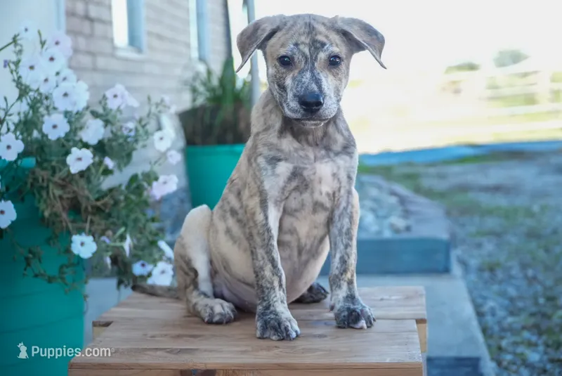 Milo – American Bulldog, German Shepherd Dog puppy for sale in Fort Wayne, IN