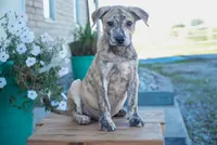 Milo, a male American Bulldog and German Shepherd Dog for sale in Fort Wayne, IN – 1 of 2