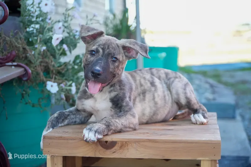 Leo – American Bulldog, German Shepherd Dog puppy for sale in Fort Wayne, IN
