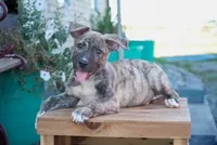 Leo, a male American Bulldog and German Shepherd Dog for sale in Fort Wayne, IN – 1 of 3