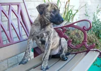 Mia, a female American Bulldog and German Shepherd Dog for sale in Fort Wayne, IN – 2 of 2