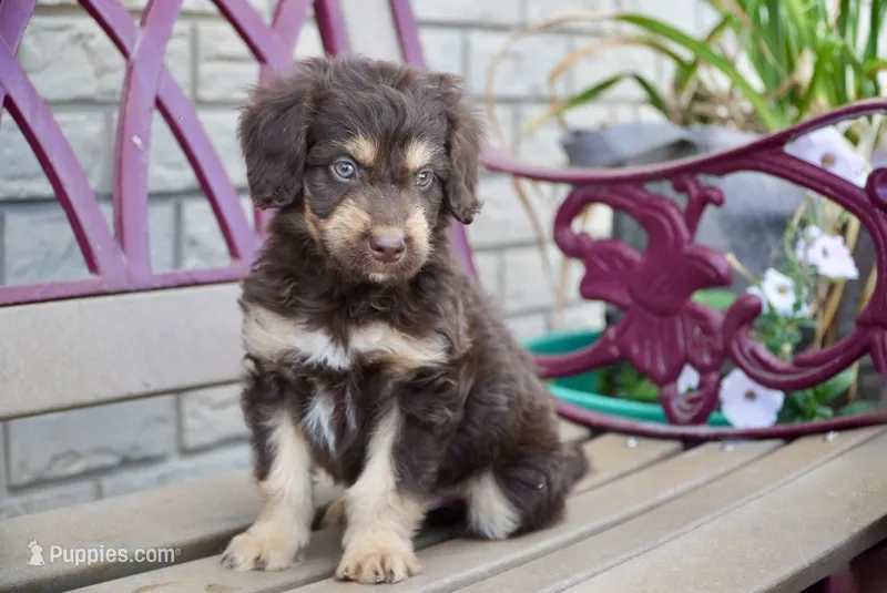 Bruno – Aussiedoodle puppy for sale in Fort Wayne, IN