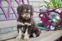 Bruno, a male Aussiedoodle for sale in Fort Wayne, IN – 1 of 2