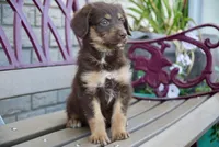 Rosie, a female Aussiedoodle for sale in Fort Wayne, IN – 2 of 2