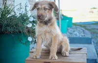 Ace, a male Aussiedoodle for sale in Fort Wayne, IN – 2 of 2