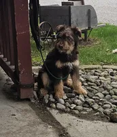 Remi, a male Aussiedoodle for sale in Fort Wayne, IN – 6 of 7