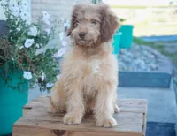 Honey, a female Aussiedoodle for sale in Fort Wayne, IN – 2 of 2
