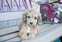 Ivy, a female Aussiedoodle for sale in Fort Wayne, IN – 1 of 2