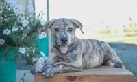Milo, a male American Bulldog and German Shepherd Dog for sale in Fort Wayne, IN – 2 of 2