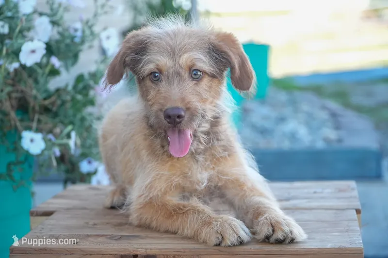 Ace – Aussiedoodle puppy for sale in Fort Wayne, IN
