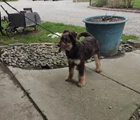 Remi, a male Aussiedoodle for sale in Fort Wayne, IN – 7 of 7