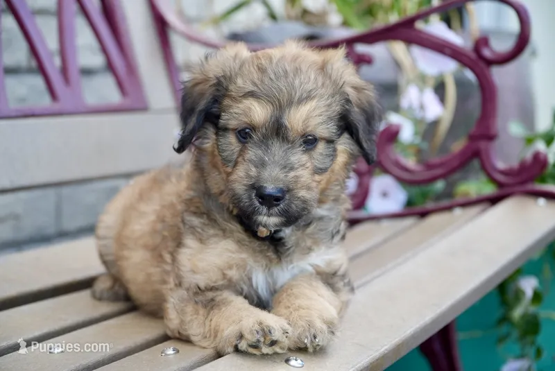 Jack – Aussiedoodle puppy for sale in Fort Wayne, IN
