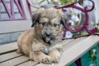 Jack, a male Aussiedoodle for sale in Fort Wayne, IN – 1 of 1