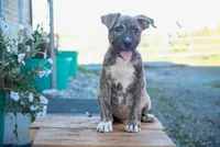 Leo, a male American Bulldog and German Shepherd Dog for sale in Fort Wayne, IN – 2 of 3